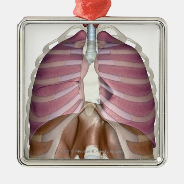 Adorno Metálico representación 3d del sistema respiratorio (Frente)