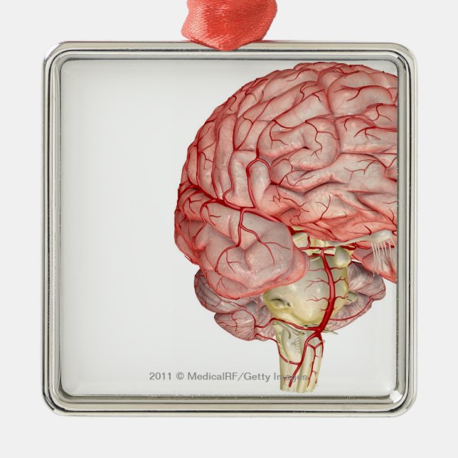 Adorno Metálico Representación de Realitic del cerebro humano (Frente)