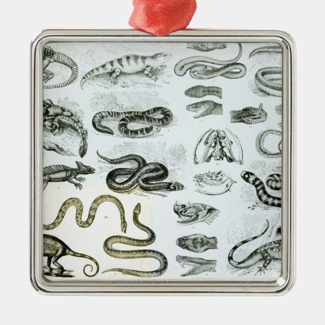 Adorno Metálico Reptiles, serpientes y lagartos (Frente)