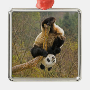 Adorno Metálico Reserva de pandas de Wolong, China, 2 años y medio