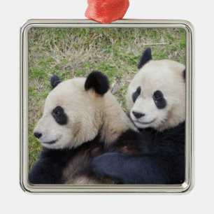 Adorno Metálico Reserva Wolong, China, Oso panda gigante abrazando