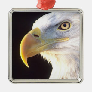 Adorno Metálico Retrato de águila calva, Haliaeetus leucocephalus,