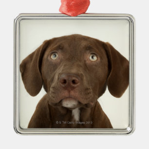 Adorno Metálico Retrato de cuatro meses del perrito del