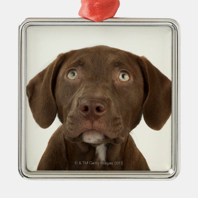 Adorno Metálico Retrato de cuatro meses del perrito del (Frente)