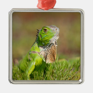 Adorno Metálico Retrato de Iguana Verde   Fotografía de Reptiles