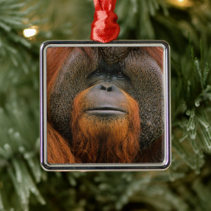 Adorno Metálico Retrato de Orangután macho, Georgia, EE. UU.