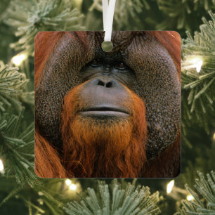 Adorno Metálico Retrato de Orangután macho, Georgia, EE. UU.