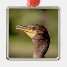 Retrato de un cormorán