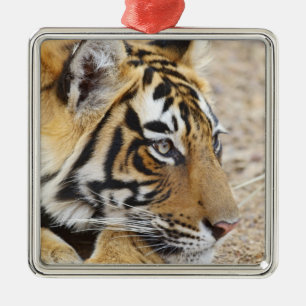 Adorno Metálico Retrato del Tigre Real de Bengala, Rahambhor