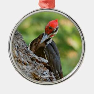 Adorno Metálico Retrato impresionante de un pájaro carpintero pile