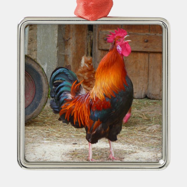 Adorno Metálico Rhode Island Red Rooster Crowing in Barnyard (Frente)