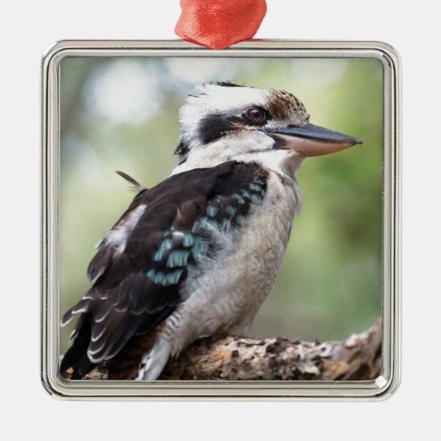 Adorno Metálico Riéndose kookaburra en la isla Fraser Australia (Frente)