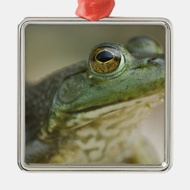 Adorno Metálico Río Nacional de Bufalo, Arkansas del Noroeste (Frente)