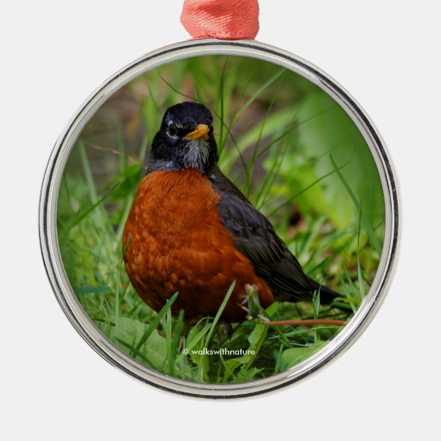 Adorno Metálico Robin estadounidense curioso en la hierba (Frente)