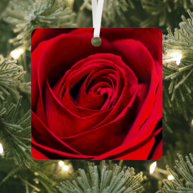 Adorno Metálico Rosa Roja romántica en plena floración (in situ)