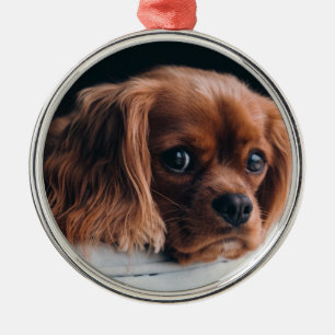 Adorno Metálico Ruby Cavalier King Charles Spaniel Dog