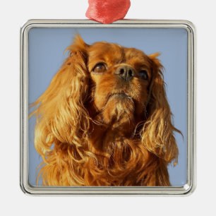 Adorno Metálico Ruby Cavalier King Charles Spaniel Perro Cachorro