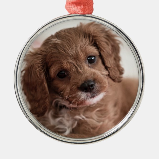 Adorno Metálico Ruby Cavapoo Cuppy Dog (Frente)