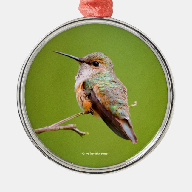 Adorno Metálico Rufous Hummingbird Sitting en California Lilac (Frente)