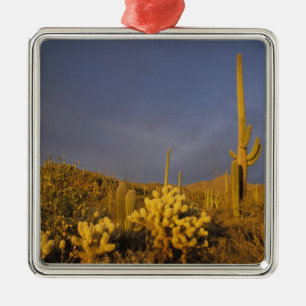 Adorno Metálico saguaro cacti, Carnegiea gigantea y teddy