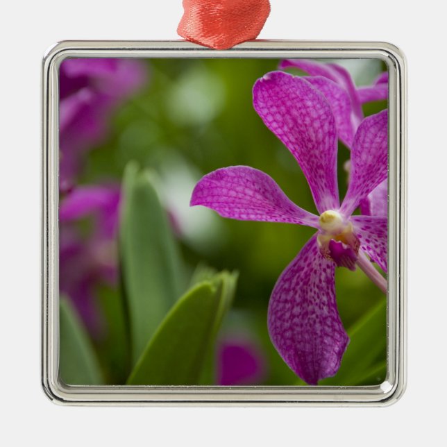 Adorno Metálico Sánscrito de Singapur para Ciudad León). Nacional (Frente)