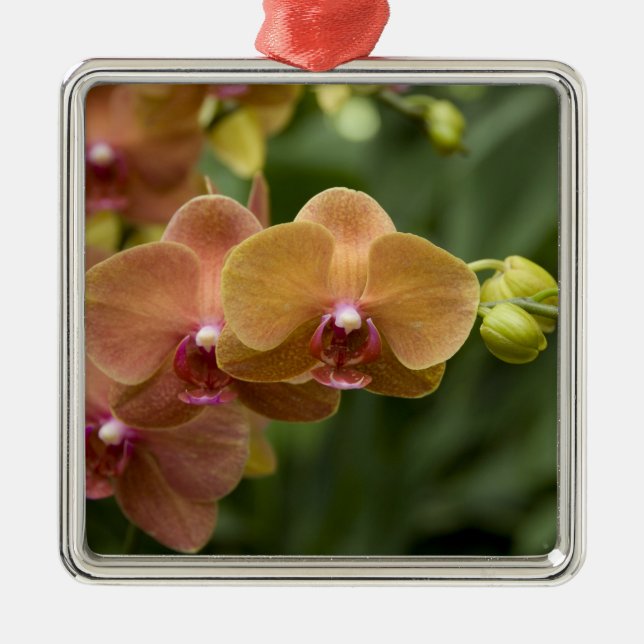 Adorno Metálico Sánscrito de Singapur para Ciudad León). Nacional  (Frente)