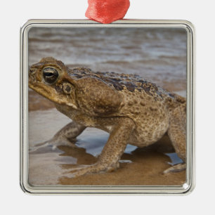 Adorno Metálico Sapo de Caña Rhinella marina, previamente Bufo