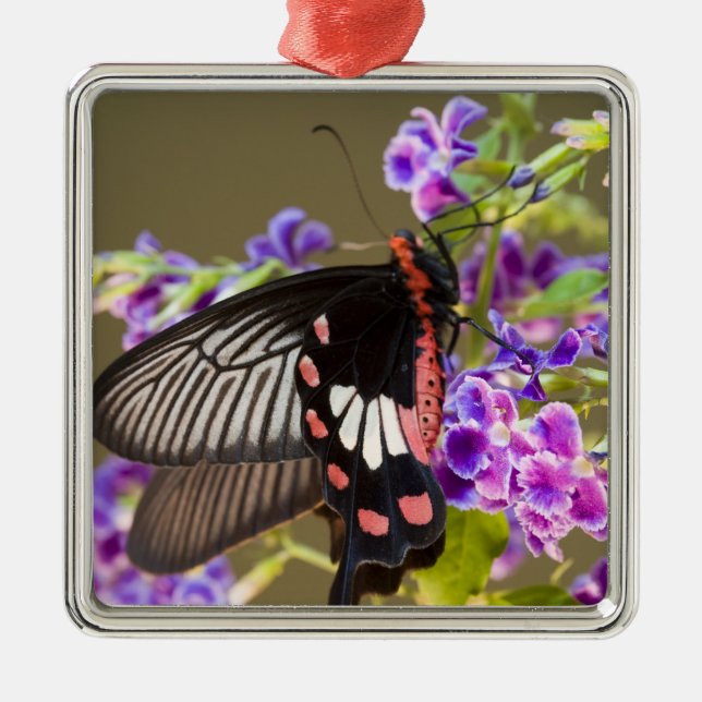 Adorno Metálico SE Asia, Tailandia, Doi Inthanon, Papilio (Frente)