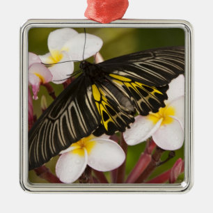 Adorno Metálico SE Asia, Tailandia, Khon Kaen