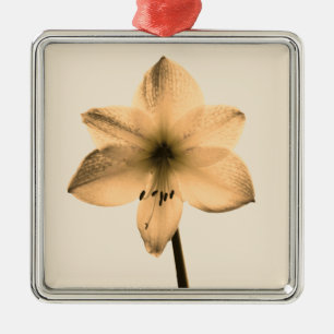Adorno Metálico sepia amaryllis