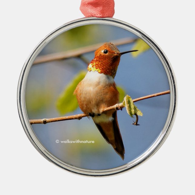 Adorno Metálico Sesión Bonito: Male Rufous Hummingbird (Frente)