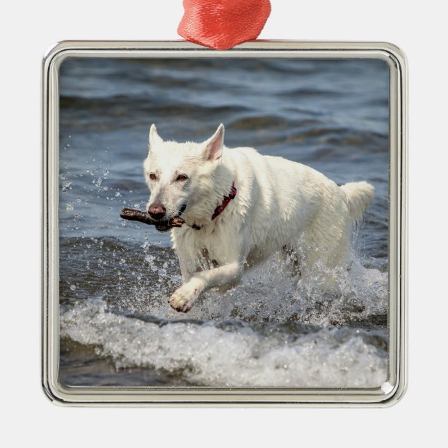 Adorno Metálico Shepard alemán blanco en el lago George (Frente)