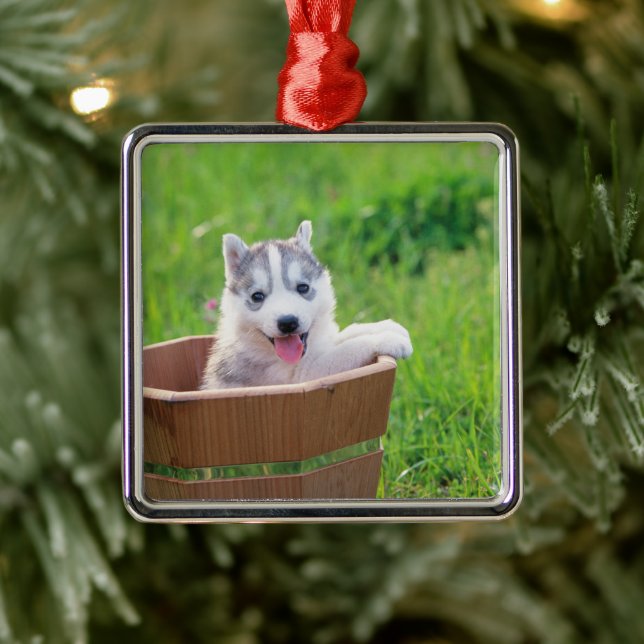 Adorno Metálico Siberian Husky Puppy in a Pot (Árbol)