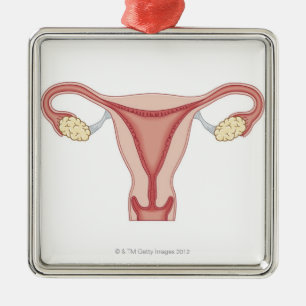 Adorno Metálico Sistema reproductivo femenino 2