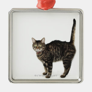 Adorno Metálico Situación masculina nacional del gato de tabby