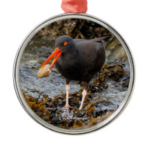 Sorprendente Oystercatcher Shorebird con clam