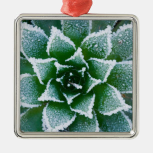 Adorno Metálico suculenta Hen & Chicks con escarcha temprano