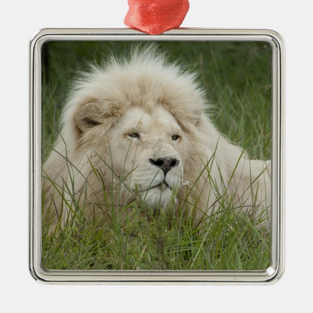 Adorno Metálico Sudáfrica, Este de Londres, Inkwenkwezi Private (Frente)