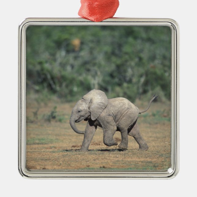 Adorno Metálico Sudáfrica, Parque Addo Elephant Nat'l. Bebé (Frente)