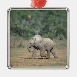 Adorno Metálico Sudáfrica, Parque Nacional Addo Elephant. Bebé