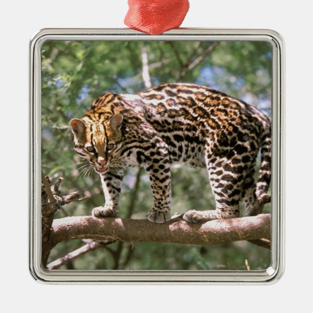 Adorno Metálico Sudamérica, Ecuador, Amazonía. Ocelot (Frente)