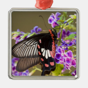 Adorno Metálico Sudeste Asiático, Tailandia, Doi Inthanon, Papilio