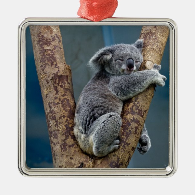 Adorno Metálico Sueños del oso de koala que abrazan un árbol (Frente)