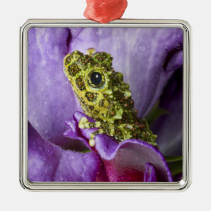 Adorno Metálico Sureste de Vietnam. Cierre de la rana de los árbol