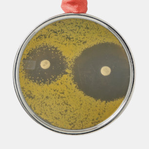 Adorno Metálico Susceptibilidad antibiótico bacteriana