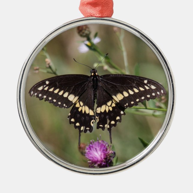 Adorno Metálico Swallowtail negro (Frente)