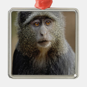 Adorno Metálico Sykes o mono azul, Cercopithecus mitis,