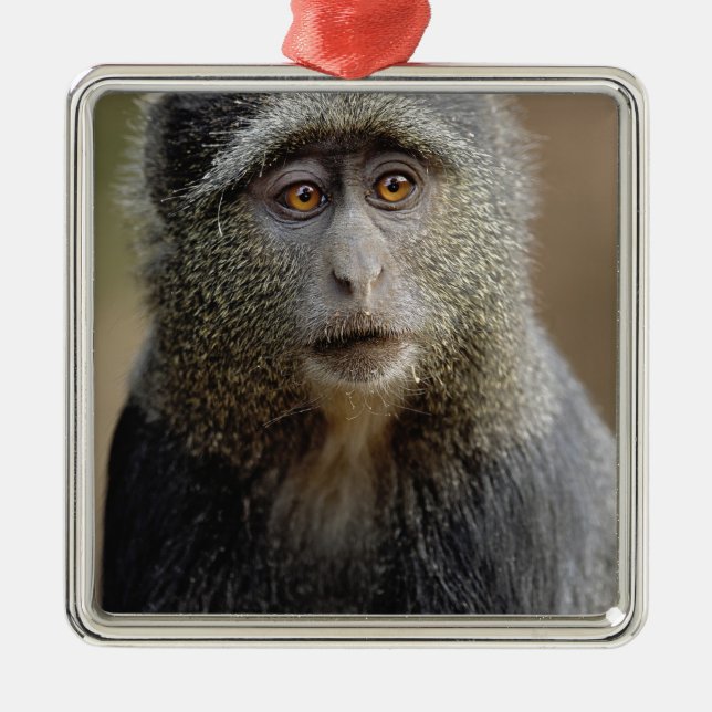 Adorno Metálico Sykes o mono azul, Cercopithecus mitis, (Frente)