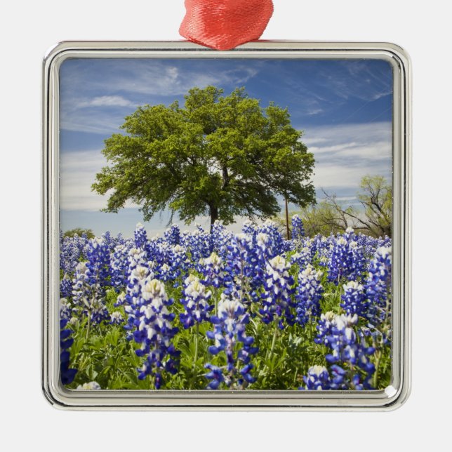 Adorno Metálico Tejas bluebonnets (lupinus texensis) y roble (Frente)