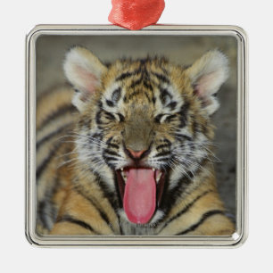 Adorno Metálico Tigre de Bengala que bosteza